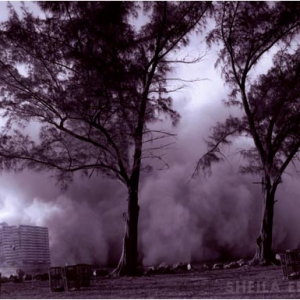 Harbour House Trees, 2004